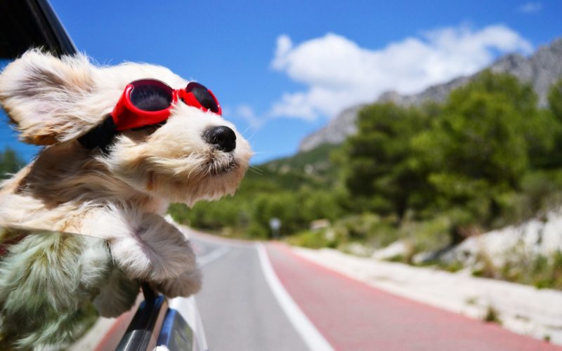 ¡Viaja con tu mascota sin preocupaciones!
